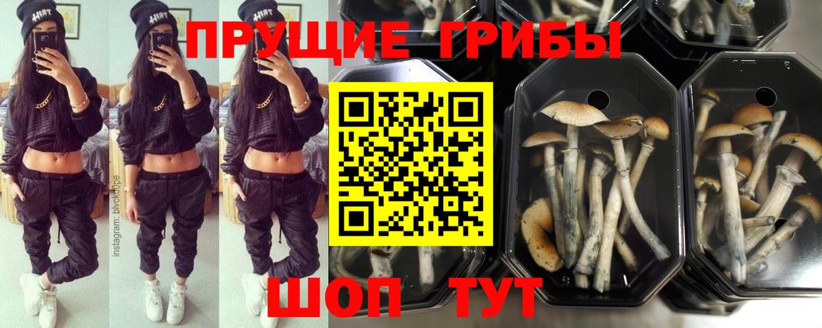 где купить наркоту  Псилоцибиновые грибы Psilocybe  Вход с VPN  Керчь  Псилоцибиновые грибы MAGIC MUSHROOMS 